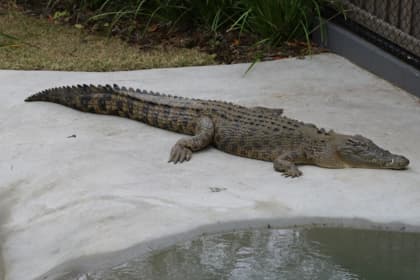 Teluk Sengat Crocodile Farm